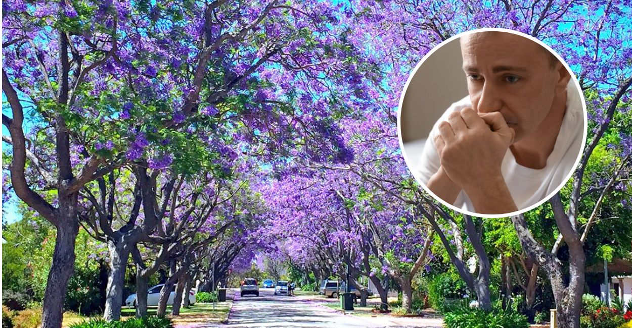Flagmantle fan ignores Jacaranda season as he’s not ready to deal with another underwhelming display of purple just yet