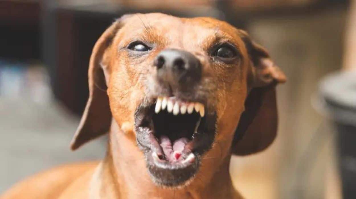 Man who has made no effort to socialise his dogs shocked they’re acting like maniacs at the pub