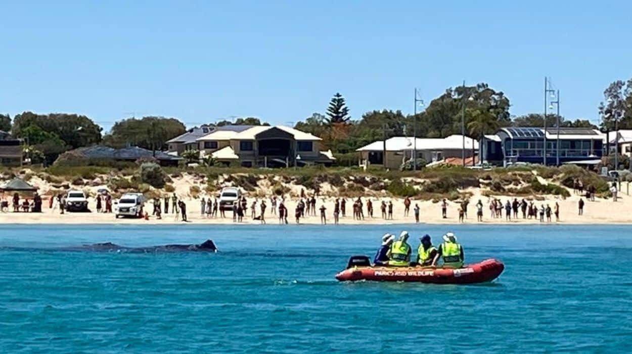 UPDATE: The Port Beach Whale Has Sadly Beached Itself Off Rockingham