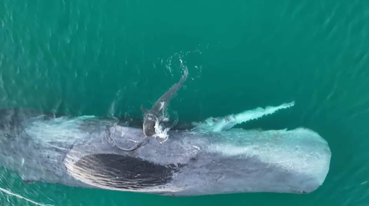 Why you keep out of the water after a whale dies