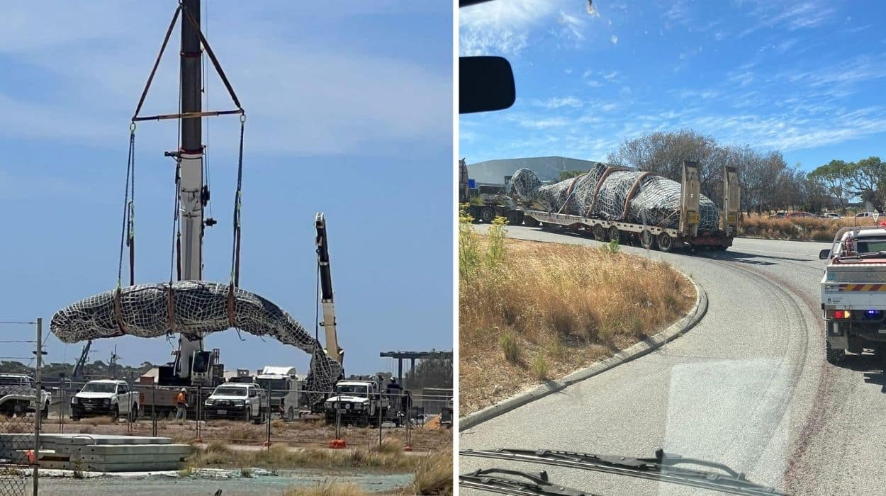 The logistics of transporting the Port Beach whale