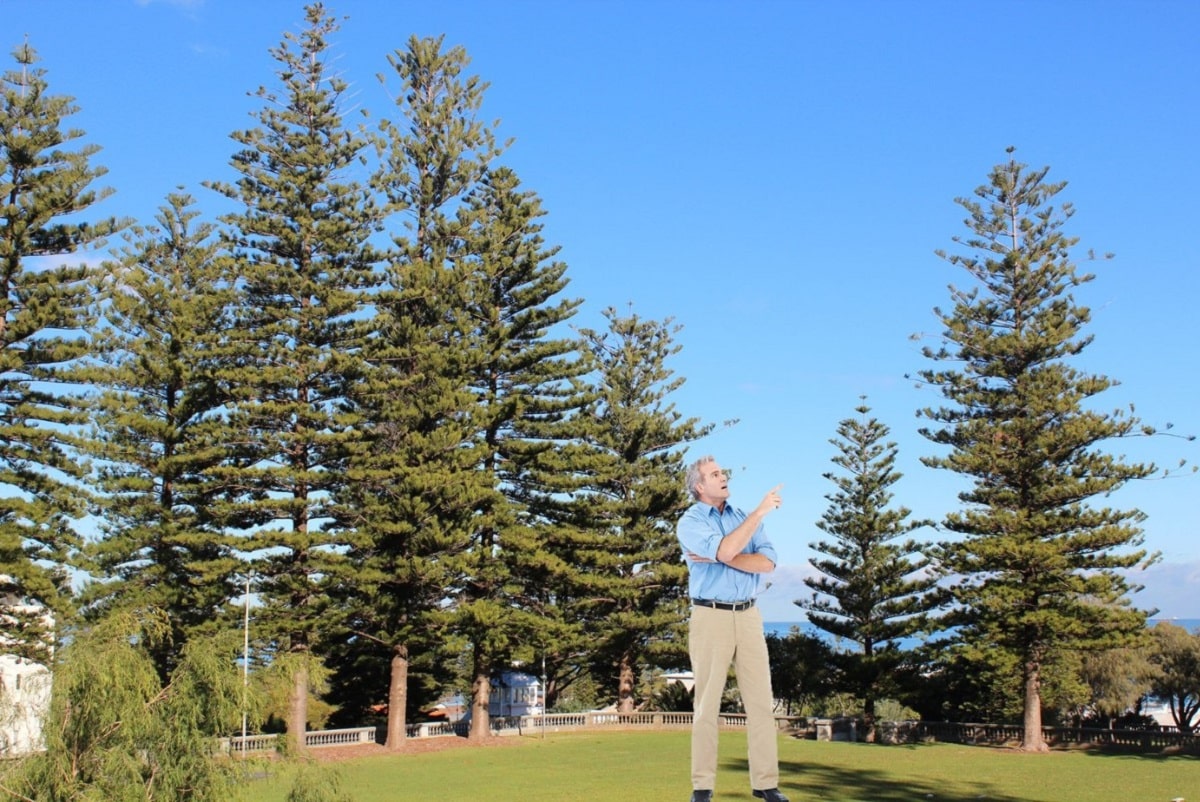 Cottesloe resident drags a full Norfolk Pine into living room in show of Xmas tree dominance