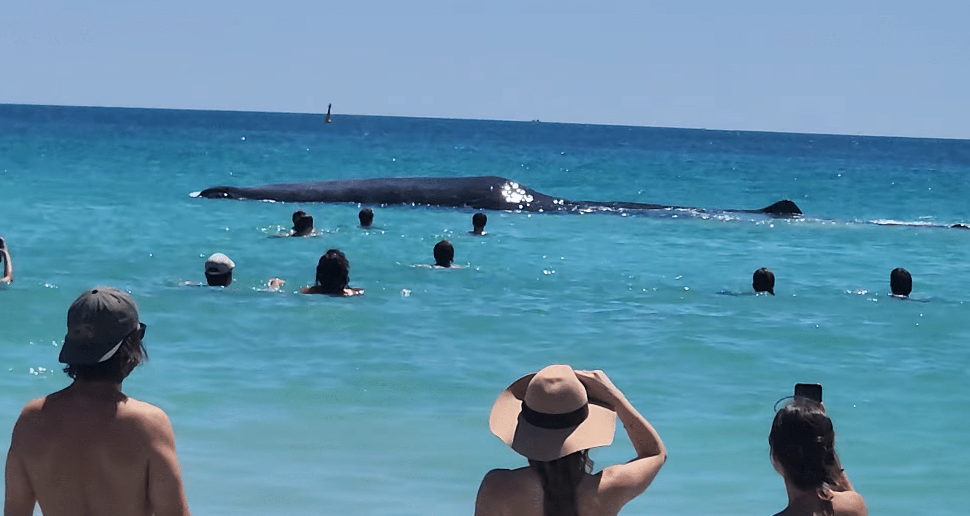 Even a blessed Whale knows that Port Beach is the best in Perth