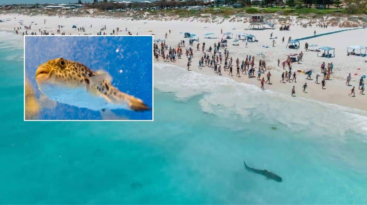 Perth public call on Trevor the Tiger Shark to help combat the blowie menace