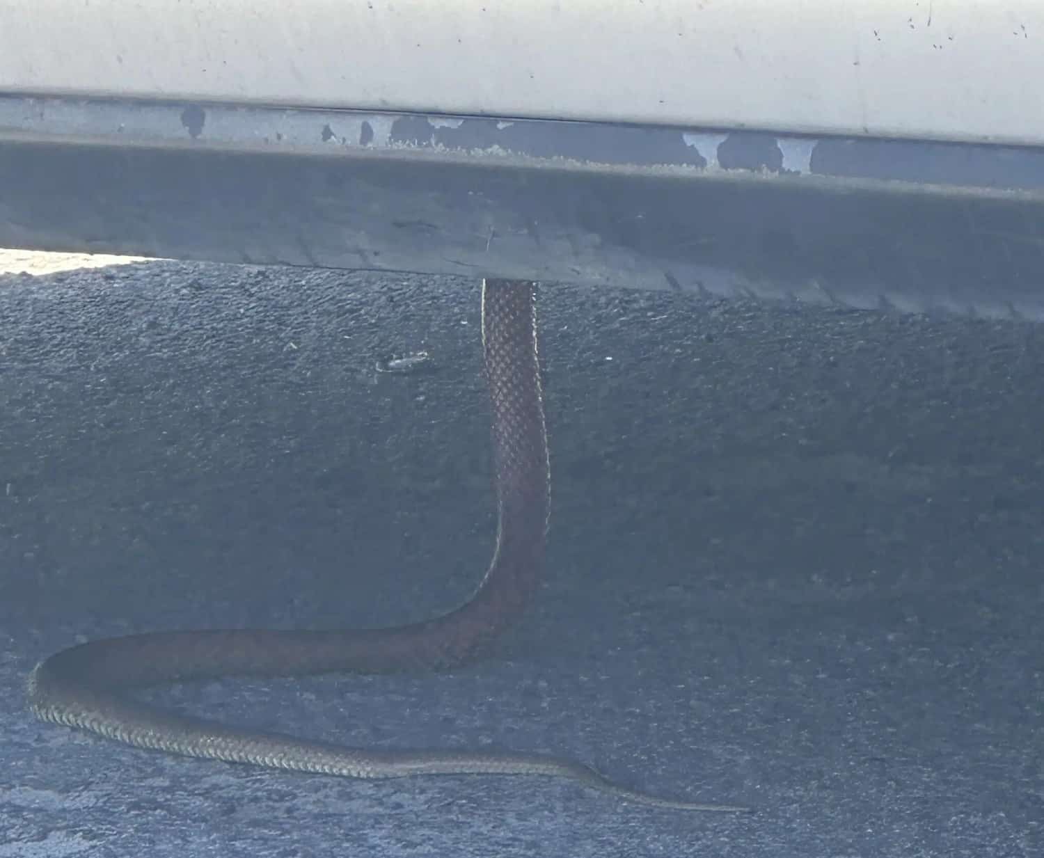 Large King Brown Snake Decides To Make Itself Home in a Tarago in Gero