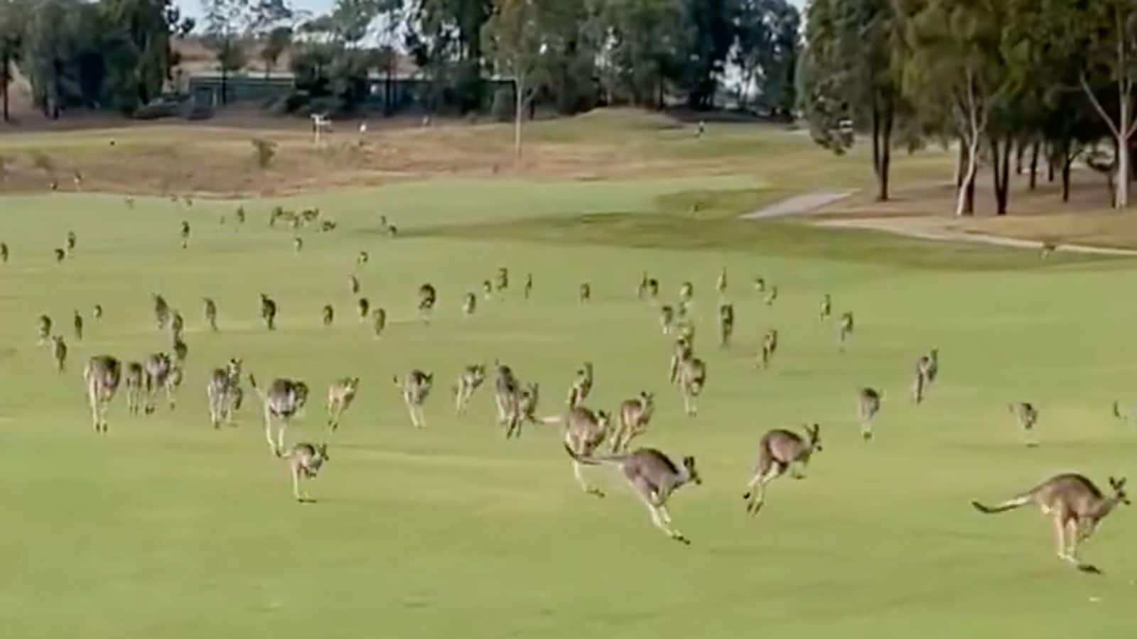 Mob of Kangaroo reclaim the golf course in a glorious stampede