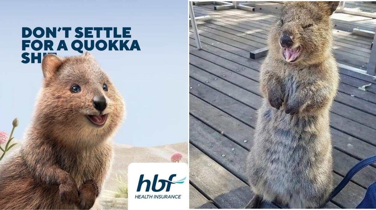 Rotto Quokkas Send HBF a Cease & Desist Letter